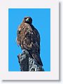 Galapagos Hawk