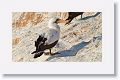 Nazca Booby