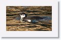 Galapagos Penguin