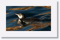 Galapagos Penguin