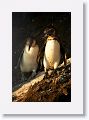 Galapagos Penguins