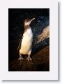 Galapagos Penguin