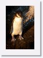 Galapagos Penguin