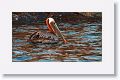 Brown Pelican