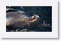 Galapagos Fur Seal (Sea Lion)