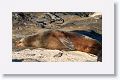 Galapagos Sea Lion