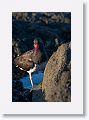 American Oystercatcher