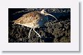 Whimbrel