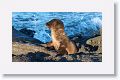Galapagos Sea Lion pup