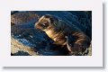 Galapagos Sea Lion pup