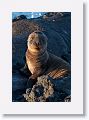 Galapagos Sea Lion pup