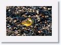 Yellow Warbler