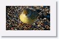 Yellow Warbler