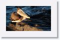 Brown Pelican