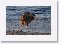Lava Heron