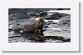 Galapagos Sea Lion pup