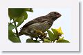 Medium Tree-Finch, female