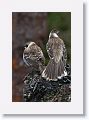 Galapagos Mockingbirds