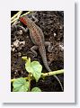 Lava lizard