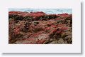 Patches of the red succulenet Sesuvium grow near the cliff edge