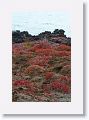 Patches of the red succulenet Sesuvium grow near the cliff edge
