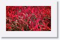 Patches of the red succulenet Sesuvium grow near the cliff edge
