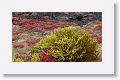 Patches of the red succulenet Sesuvium grow near the cliff edge