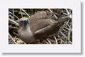 Red-footed Booby