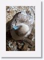 Red-footed Booby