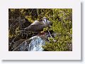 Red-footed Booby