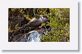 Red-footed Booby