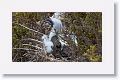 Red-footed Booby chick