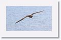 Red-footed Booby, juvenile