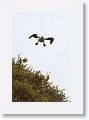Red-footed Booby