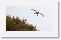 Red-footed Booby