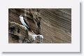 Blue-footed Booby
