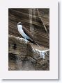 Blue-footed Booby