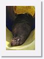 Even is water slide is a great place for a Sea Lion to rest