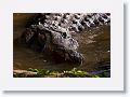 The aligators in the lagoon provide proytection to the nests from predators