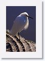 Snowy Egrets seem to like to use gators as a platform