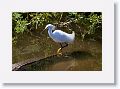 Snowy Egrets seem to like to use gators as a platform