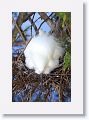 Snowy Egret sitting on eggs