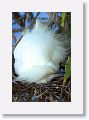 Snowy Egret sitting on eggs