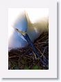 Snowy Egret sitting on eggs