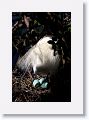 Snowy Egret sitting on eggs
