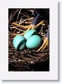Snowy Egret sitting on eggs