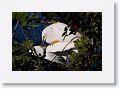 Snowy Egrets mating
