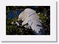 Snowy Egrets mating