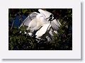 Snowy Egrets mating