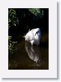 Snowy Egret